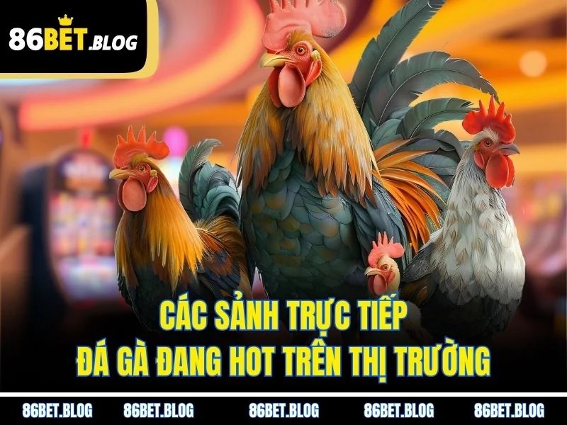Các sảnh trực tiếp đá gà đang hot trên thị trường