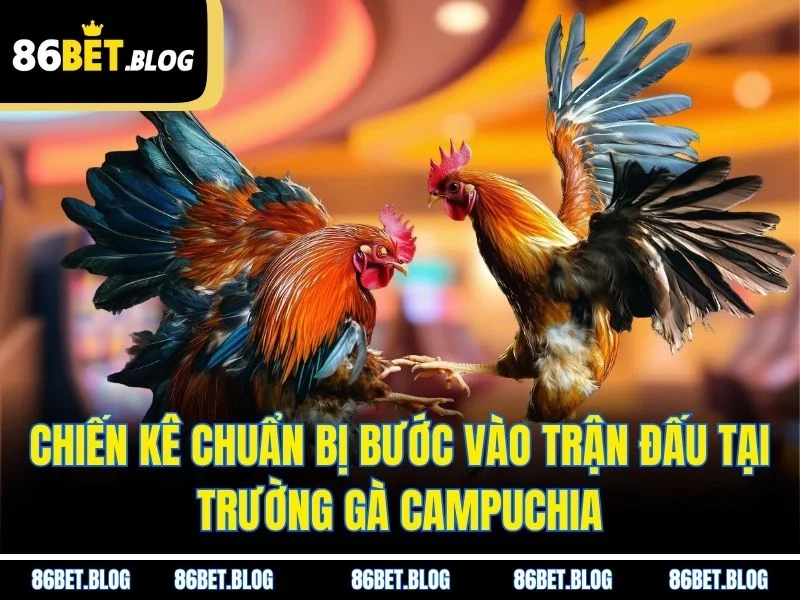 Chiến kê chuẩn bị bước vào trận đấu tại trường gà Campuchia