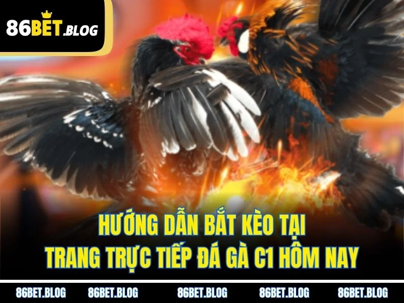 Hướng dẫn bắt kèo tại trang trực tiếp đá gà C1 hôm nay