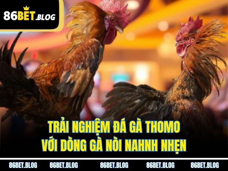 Trải nghiệm đá gà Thomo với dòng gà nòi nahnh nhẹn