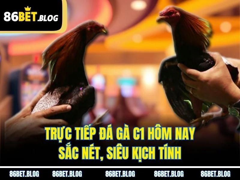 Trực Tiếp Đá Gà C1 Hôm Nay Sắc Nét, Siêu Kịch Tính